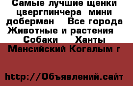 Самые лучшие щенки цвергпинчера (мини доберман) - Все города Животные и растения » Собаки   . Ханты-Мансийский,Когалым г.